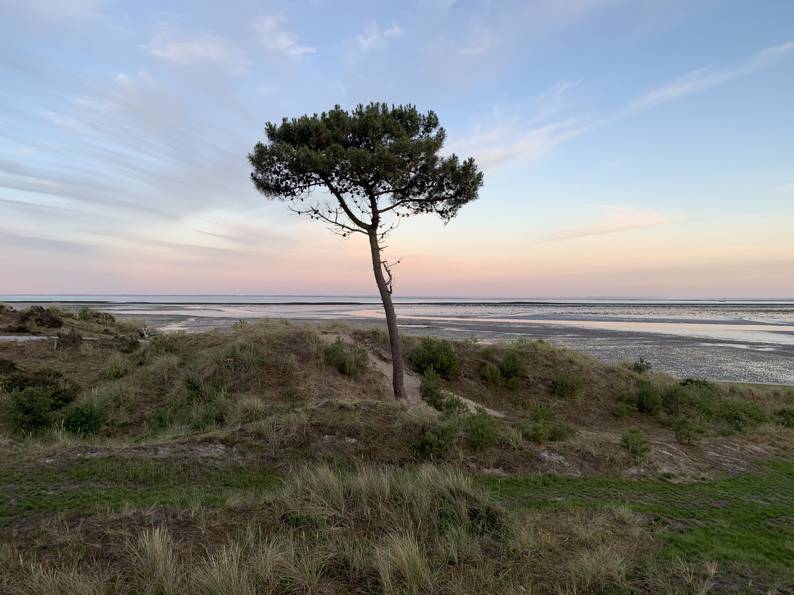 foto boom Terschelling – eigen foto